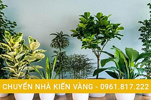 Kinh nghiệm vận chuyển cây cảnh khi chuyển nhà trọn gói