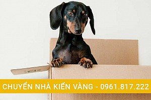 Mẹo hay vận chuyển thú cưng dễ dàng khi chuyển nhà trọn gói